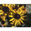 Echinacea (rudbekia) lesklá 'Little Goldstar'  - Rudbeckia fulgida 'Little Goldstar'