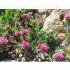 Úročník horský 'Rubra' - Anthyllis montana 'Rubra'