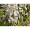 texas white