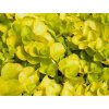 Čerkáč peniažtekový 'Aurea' - Lysimachia nummularia 'Aurea'