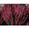 Calluna vulgaris Athene (2)