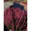 Calluna vulgaris Athene (3)