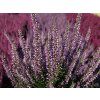 Calluna vulgaris Hilda (5)