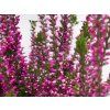 Calluna vulgaris Lilliane (3)