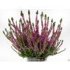Calluna vulgaris Lilliane (1)