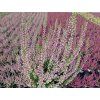 pink betina