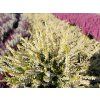 Calluna vulgaris Sandy (1)