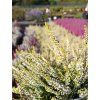 Calluna vulgaris Sandy (2)