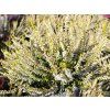 Calluna vulgaris Sandy (3)