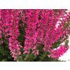 Calluna vulgaris Sanne (2)