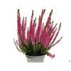 Calluna vulgaris Sanne (1)