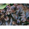 Zbehovec plazivý 'Mahogany' - Ajuga reptans 'Mahogany'