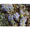 Zbehovec plazivý 'Mahogany' - Ajuga reptans 'Mahogany'