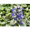 Zbehovec plazivý 'Variegata' - Ajuga reptans 'Variegata'