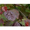 Cercis Forest Pansy (1)