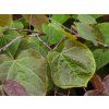 Cercis Forest Pansy (2)