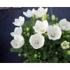 Zvonek karpatský ´Pearl White´ - Campanula carpatica 'Pearl White' (Balení kontejner p9)