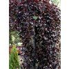 fagus pendula 1