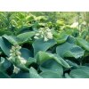 Hosta 'Elegans' - Hosta sieboldiana 'Elegans'