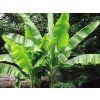 musa2