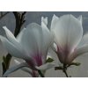 Magnólia 'Brozzoni'