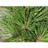 Borovica Heldreichova 'Greece'  Pinus heldreichii 'Greece'