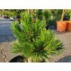 Borovice heldreichii 'Gr�ne Lagune' (2)
