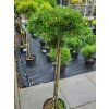 Pinus mugo 'Benjamin' (2)