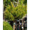 Pinus mugo Carsten