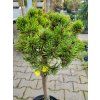 Pinus mugo 'Picobello' (1)