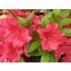 Japonská azalka 'Arabesk'