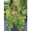 Pinus densiflora 'Pendula' (2)