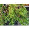 Pinus densiflora 'Pendula' (1)