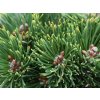 Borovica horská 'Mars'