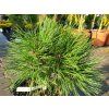 Pinus nigra 'SN 18' (3)
