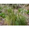 Metluška krivolaká - Deschampsia flexuosa