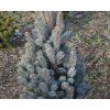 71247 1 smrk pichlavy columnaris glauca