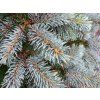 Picea pungens 'Glauca Globosa' (2)