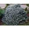 glauca p