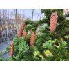 Picea abies 'Lombartsii' (1)