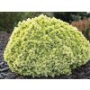 Smrek biely 'Dendrofarma Gold'