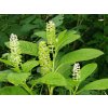 Líčidlo jedlé - Phytolacca acinosa  Phytolacca acinosa