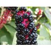 Líčidlo jedlé - Phytolacca acinosa  Phytolacca acinosa