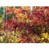 Acer Inaba Shidare2 (2)
