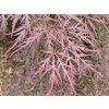Acer Inaba Shidare (2)