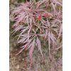Acer Inaba Shidare (1)