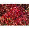 Acer Inaba Shidare2 (1)