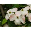 Cornus Stellar Pink