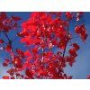 acer rubsun valey