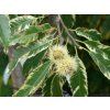 variegata
